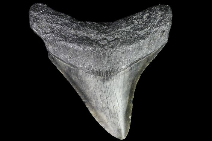 Bargain, Megalodon Tooth - North Carolina #76334